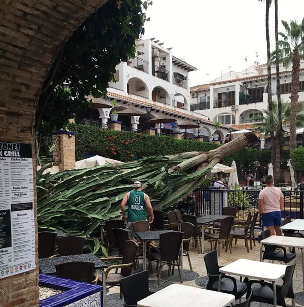 Tree damaged by strong winds during a storm on the Costa Blanca